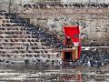 299 - PIGEONS AND THE MAN - SARIYILDIZ YAVUZ - turkey